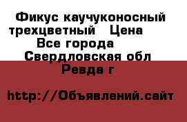 Фикус каучуконосный трехцветный › Цена ­ 500 - Все города  »    . Свердловская обл.,Ревда г.